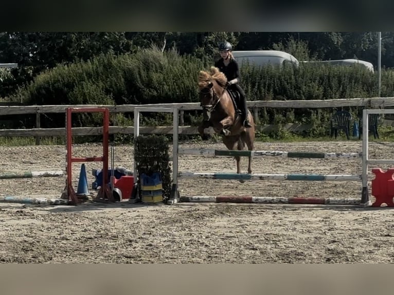 New Forest Pony Wallach 7 Jahre 138 cm Fuchs in Norderw&#xF6;hrden