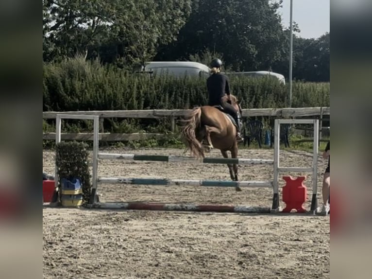 New Forest Pony Wallach 7 Jahre 138 cm Fuchs in Norderw&#xF6;hrden