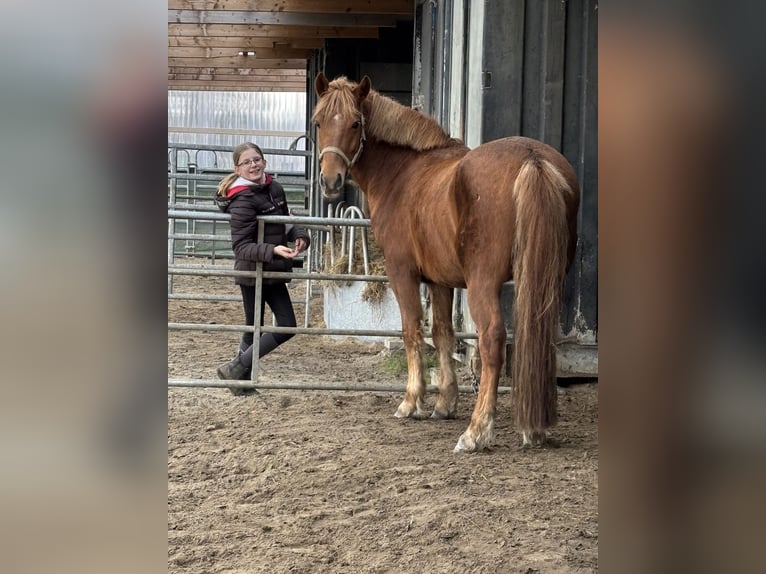 New Forest Pony Wallach 7 Jahre 138 cm Fuchs in Norderwöhrden