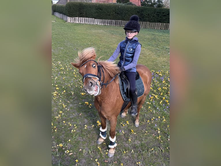 New Forest Pony Wallach 7 Jahre 138 cm Fuchs in Norderwöhrden