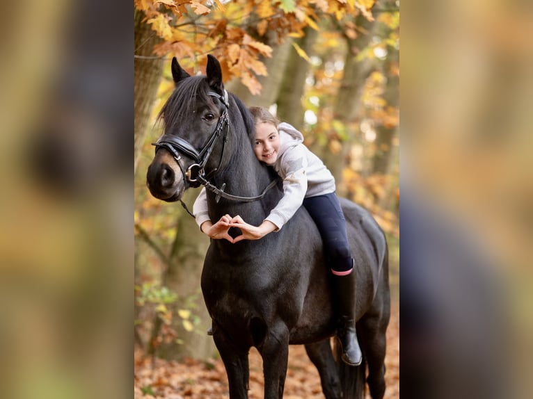 New Forest Pony Wallach 7 Jahre 142 cm Schwarzbrauner in Essen (Oldenburg)