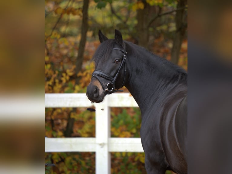 New Forest Pony Wallach 7 Jahre 142 cm Schwarzbrauner in Essen (Oldenburg)