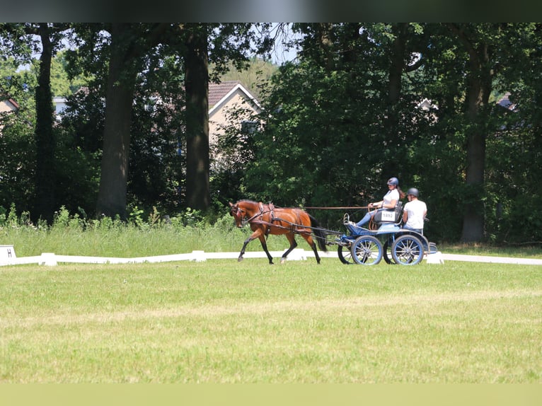 New Forest Pony Wallach 7 Jahre 146 cm Brauner in Weert