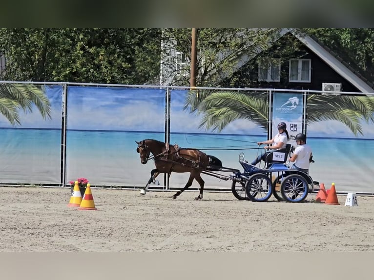 New Forest Pony Wallach 7 Jahre 146 cm Brauner in Weert