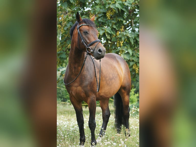 New Forest Pony Wallach 7 Jahre 147 cm Brauner in Drasenhofen