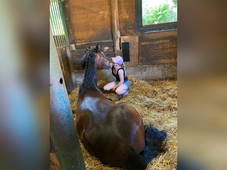 New Forest Pony Wallach 7 Jahre 147 cm Brauner in Drasenhofen