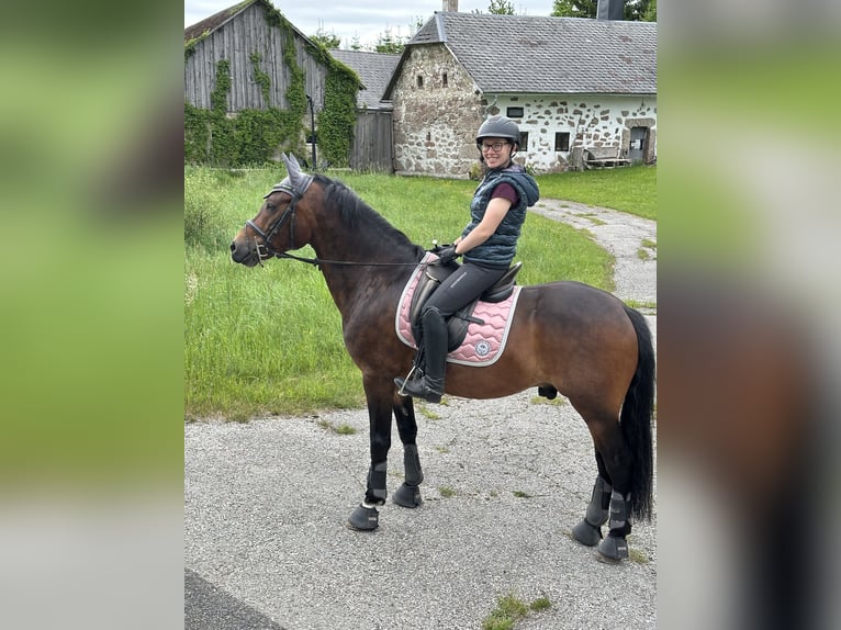 New Forest Pony Wallach 7 Jahre 147 cm Brauner in Drasenhofen