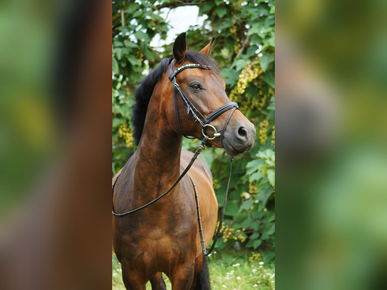 New Forest Pony Wallach 7 Jahre 147 cm Brauner in Drasenhofen