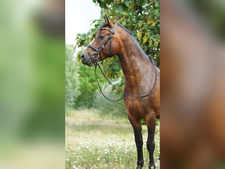 New Forest Pony Wallach 7 Jahre 147 cm Brauner in Drasenhofen