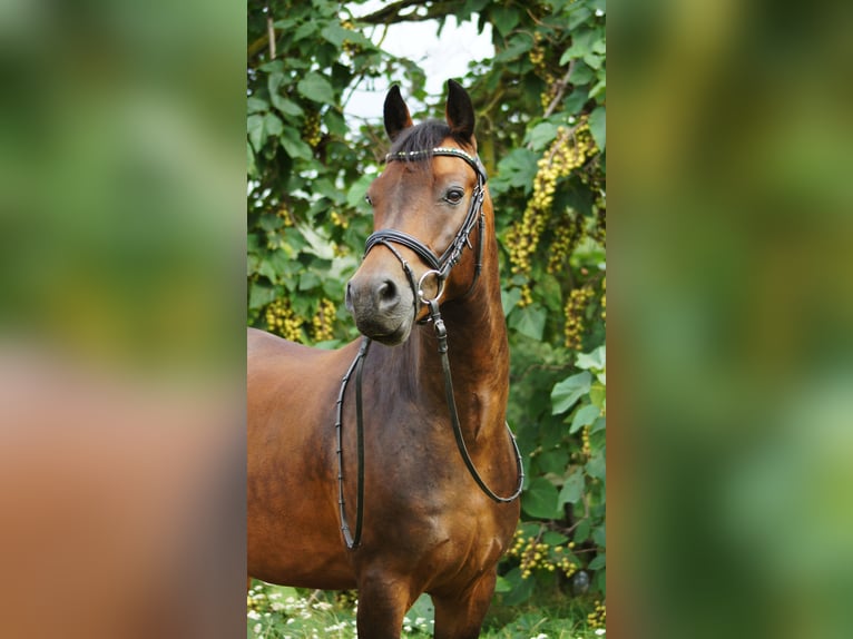 New Forest Pony Wallach 7 Jahre 147 cm Brauner in Drasenhofen