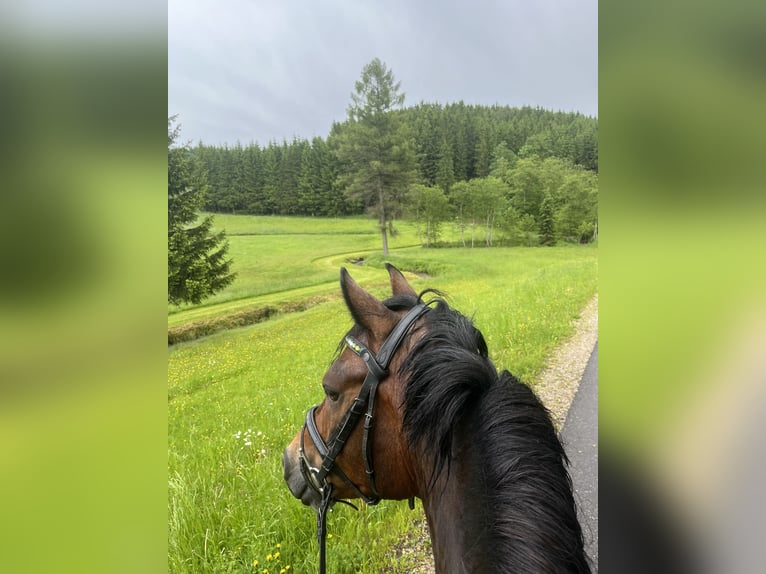 New Forest Pony Wallach 7 Jahre 147 cm Brauner in Drasenhofen