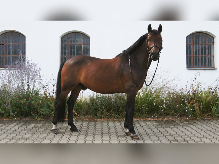 New Forest Pony Wallach 7 Jahre 147 cm Brauner in Drasenhofen