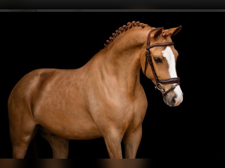 New Forest Pony Wallach 7 Jahre  in Jihlava