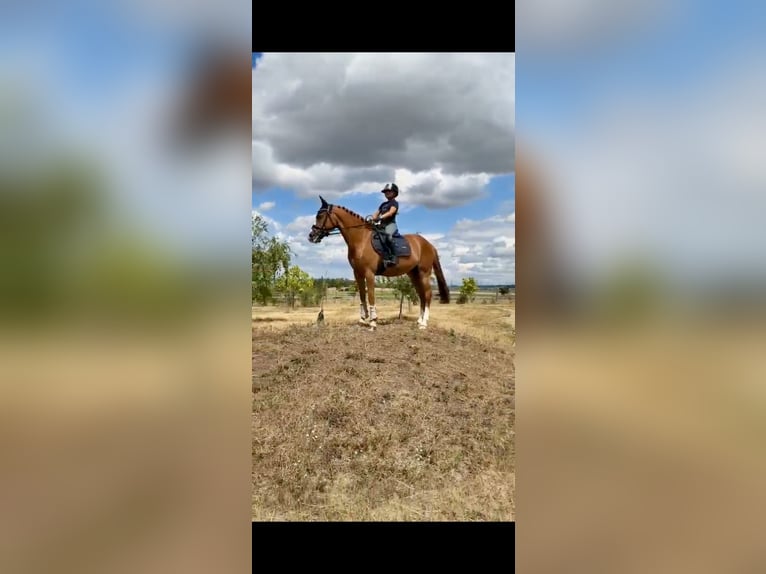 New Forest Pony Wallach 7 Jahre  in Jihlava
