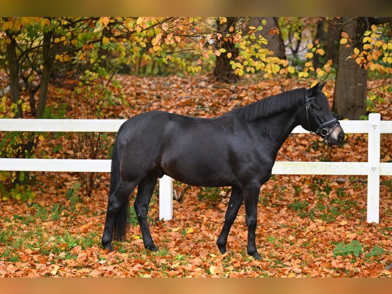 New Forest Pony Wallach 8 Jahre 142 cm Schwarzbrauner in Essen (Oldenburg)