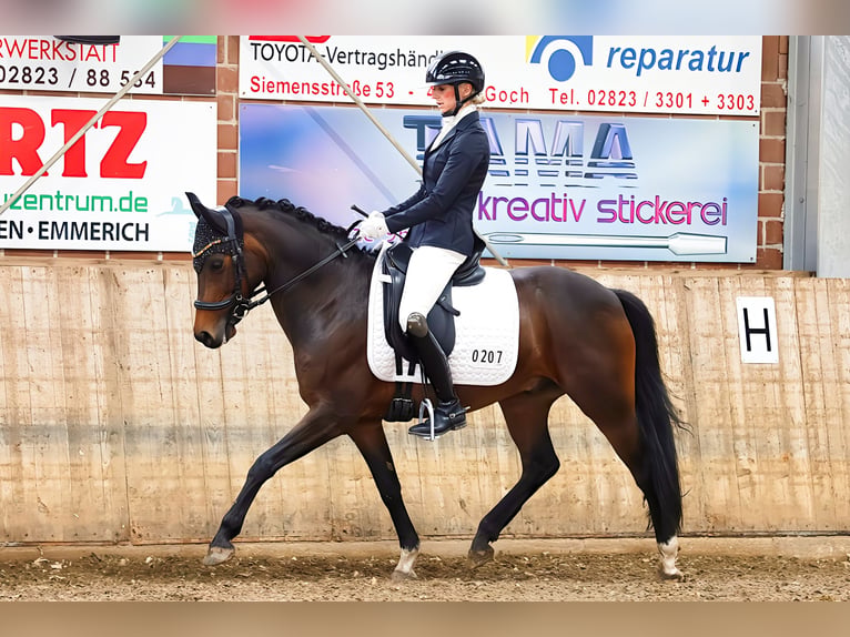 New Forest Pony Wallach 8 Jahre 143 cm Brauner in Wachtendonk