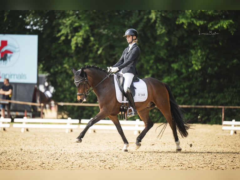 New Forest Pony Wallach 8 Jahre 143 cm Brauner in Wachtendonk