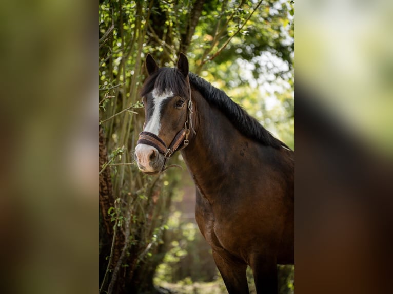 New Forest Pony Wallach 8 Jahre 143 cm Brauner in Leyrat