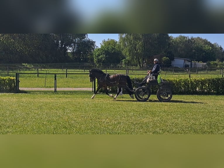 New Forest Pony Wallach 8 Jahre 145 cm Schwarzbrauner in zistersdorf