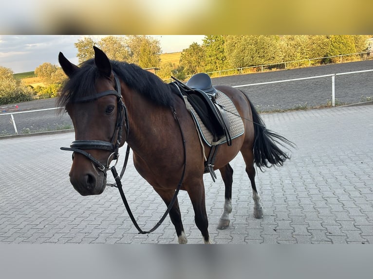 New Forest Pony Wallach 8 Jahre 145 cm Schwarzbrauner in zistersdorf