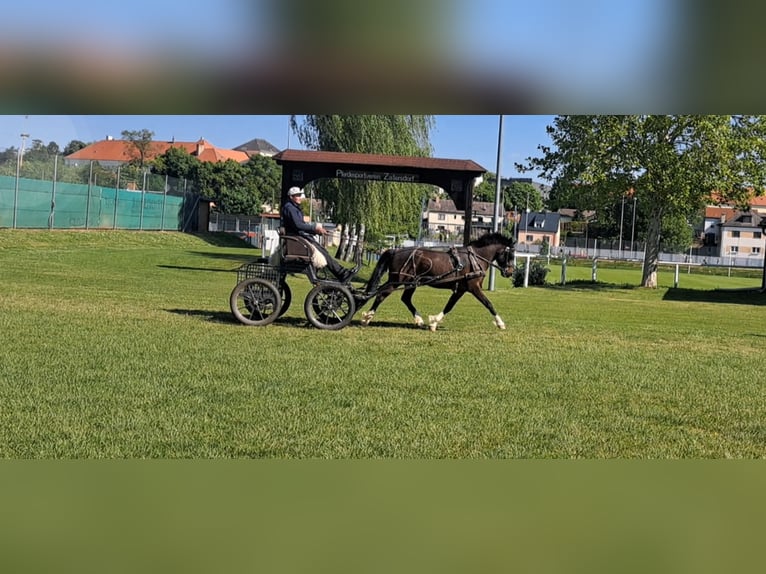 New Forest Pony Wallach 8 Jahre 145 cm Schwarzbrauner in zistersdorf