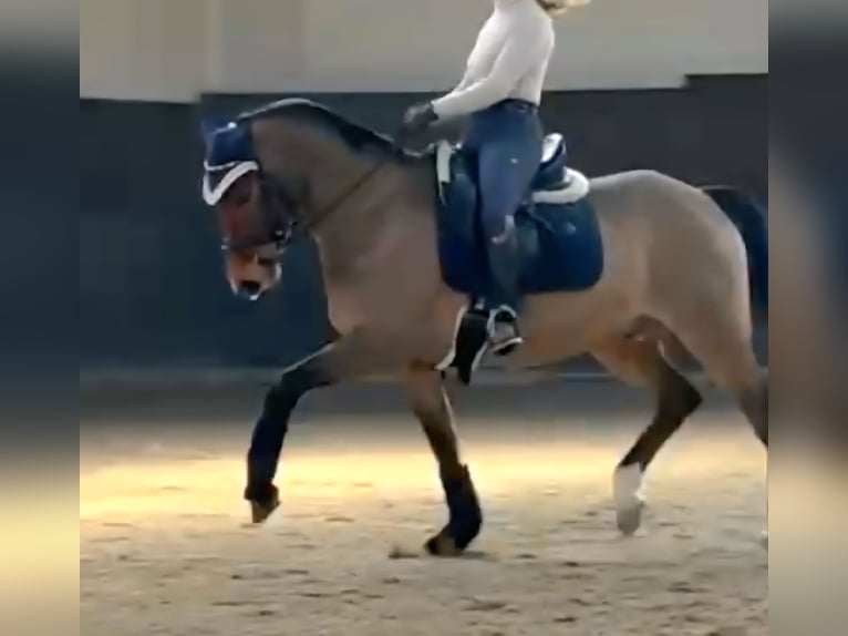 New Forest Pony Wallach 8 Jahre 147 cm Brauner in Erfurt