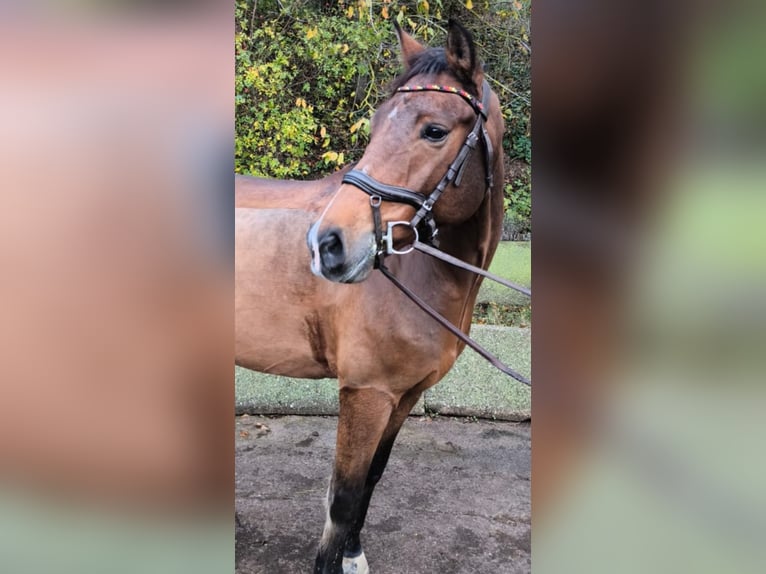 New Forest Pony Wallach 8 Jahre 147 cm Brauner in Erfurt