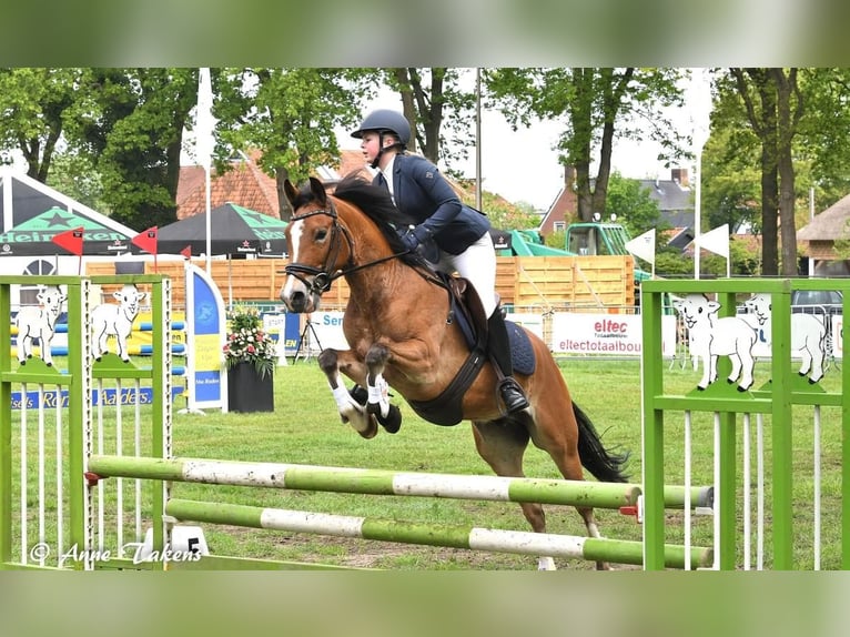 New Forest Pony Wallach 8 Jahre 147 cm Brauner in Scharmer