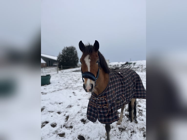 New Forest Pony Wallach 8 Jahre 147 cm Brauner in Scharmer