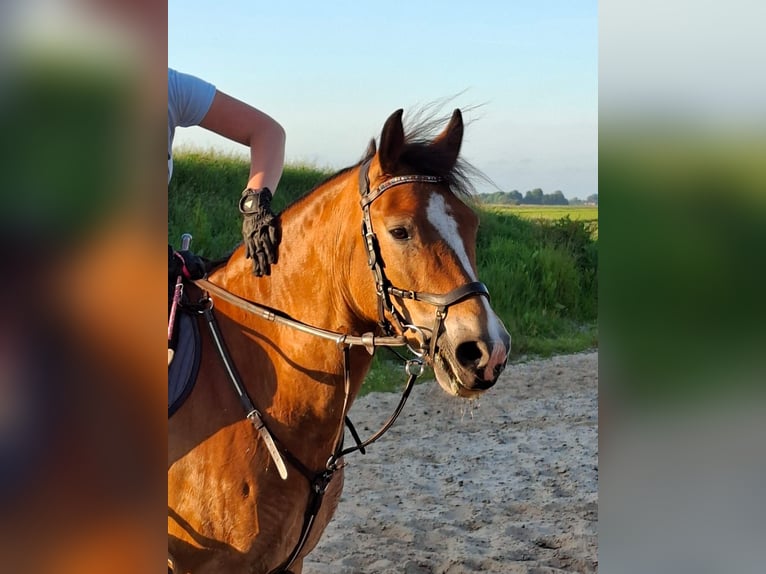 New Forest Pony Wallach 8 Jahre 147 cm Brauner in Scharmer
