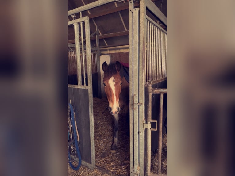 New Forest Pony Wallach 8 Jahre 147 cm Brauner in Scharmer