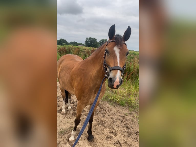 New Forest Pony Wallach 8 Jahre 147 cm Brauner in Scharmer