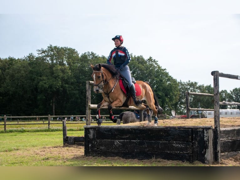 New Forest Pony Wallach 8 Jahre 147 cm Brauner in Scharmer