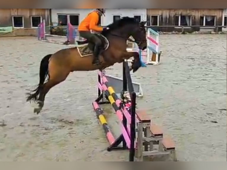 New Forest Pony Wallach 8 Jahre 151 cm Brauner in Erfurt