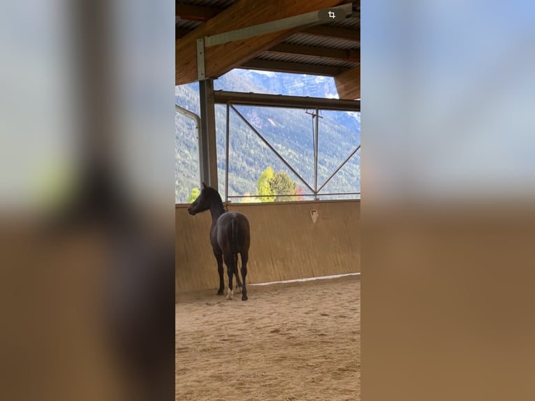 New Forest Pony Wallach 8 Jahre 153 cm Dunkelbrauner in Pl&#xF6;ven