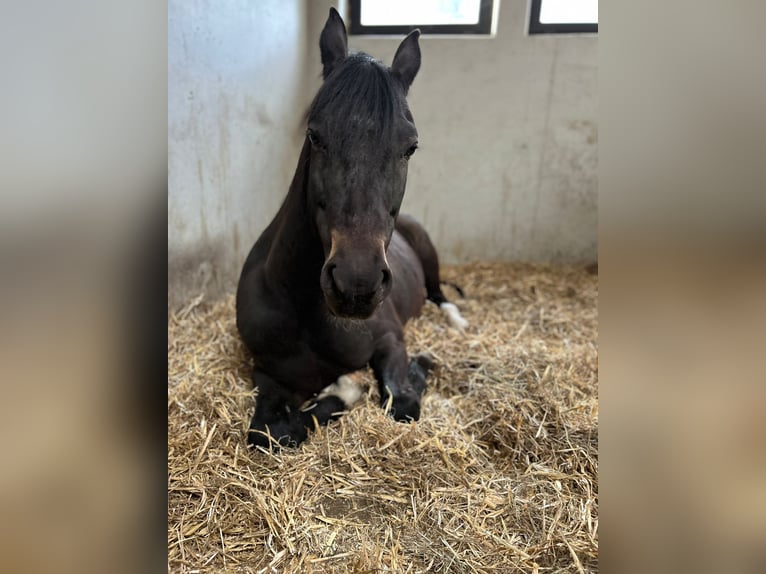 New Forest Pony Wallach 8 Jahre 153 cm Dunkelbrauner in Pl&#xF6;ven