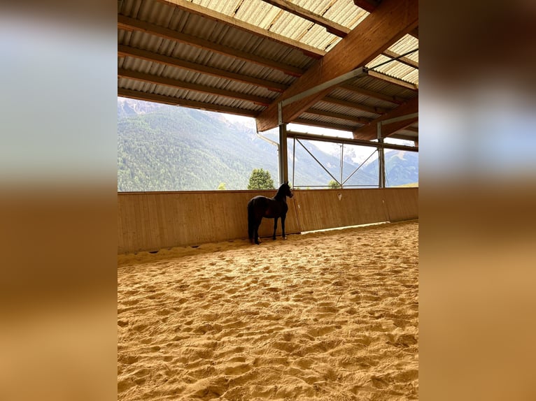 New Forest Pony Wallach 8 Jahre 153 cm Dunkelbrauner in Pl&#xF6;ven
