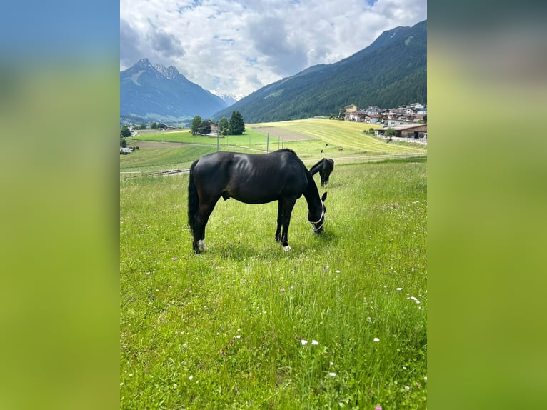 New Forest Pony Wallach 8 Jahre 153 cm Dunkelbrauner in Pl&#xF6;ven