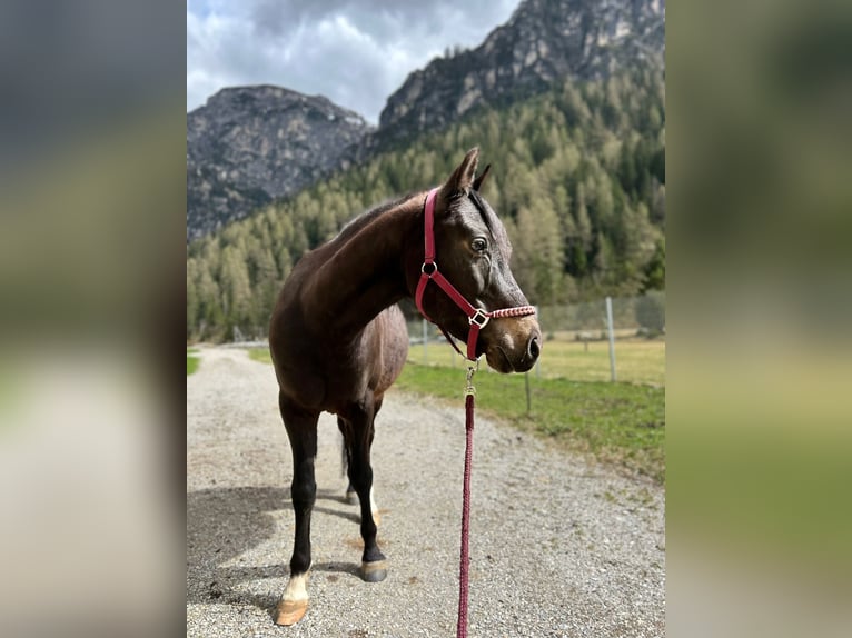 New Forest Pony Wallach 8 Jahre 153 cm Dunkelbrauner in Pl&#xF6;ven