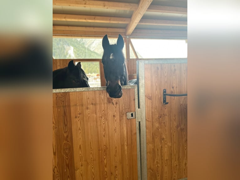 New Forest Pony Wallach 8 Jahre 153 cm Dunkelbrauner in Pl&#xF6;ven