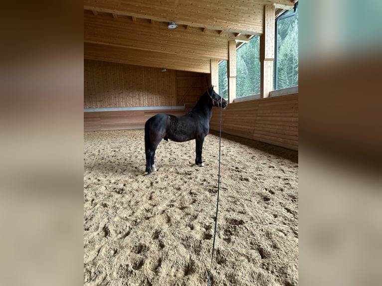 New Forest Pony Wallach 8 Jahre 153 cm Dunkelbrauner in Pl&#xF6;ven