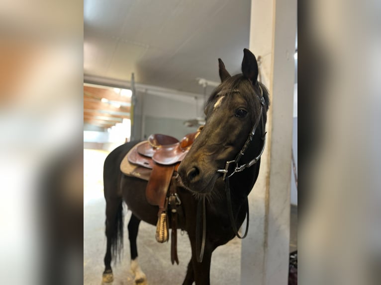 New Forest Pony Wallach 8 Jahre 153 cm Dunkelbrauner in Pl&#xF6;ven