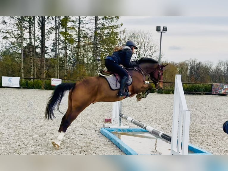 New Forest Pony Wallach 9 Jahre 144 cm Brauner in Siljansnäs