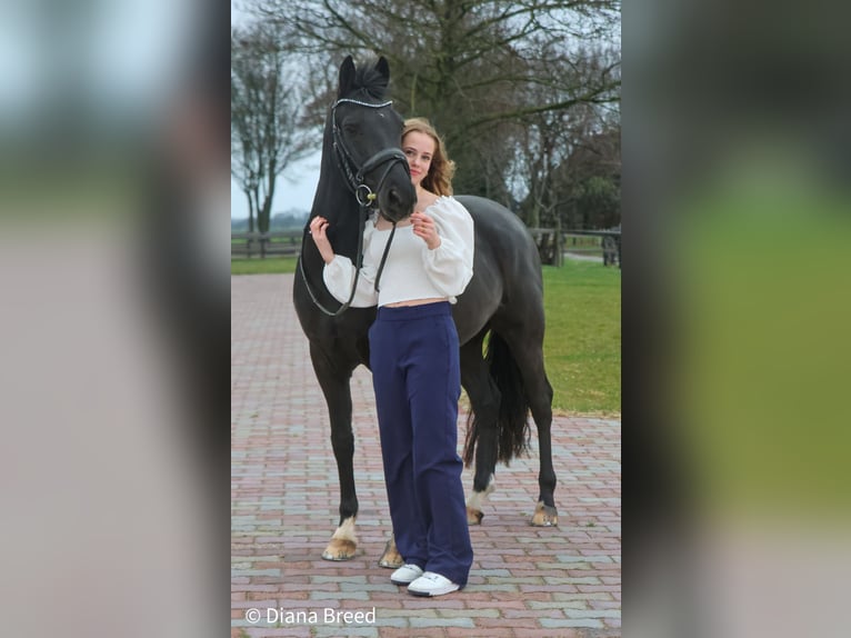 New Forest Pony Wallach 9 Jahre 146 cm Dunkelbrauner in Slootdorp