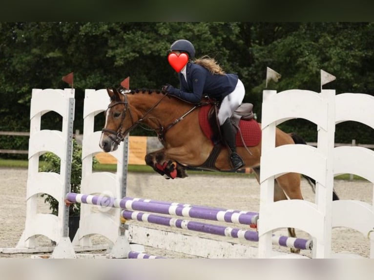 New Forest Pony Wallach 9 Jahre 147 cm Brauner in Scharmer