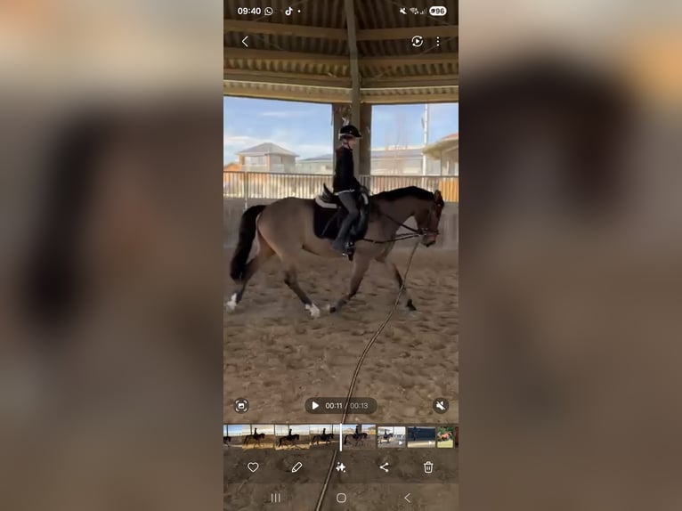 New Forest Pony Wallach 9 Jahre 151 cm Brauner in Erfurt