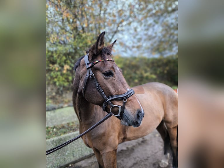 New Forest Pony Wallach 9 Jahre 151 cm Brauner in Erfurt