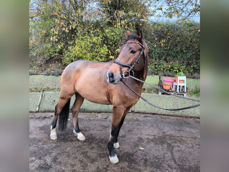 New Forest Pony Wallach 9 Jahre 151 cm Brauner in Erfurt