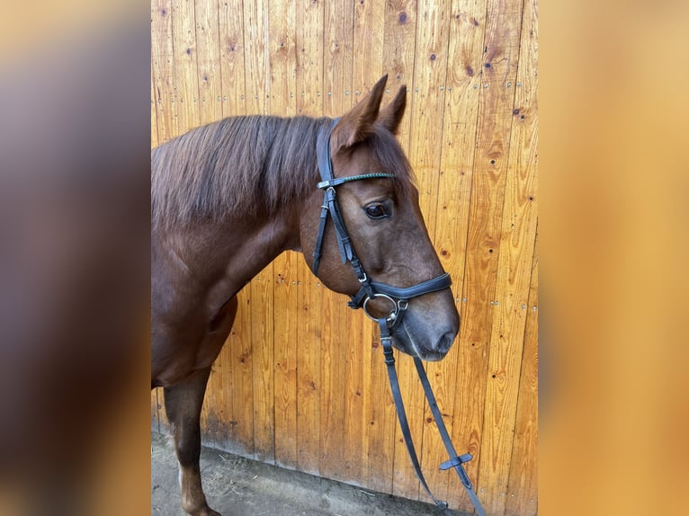 New Forest Pony Wallach 9 Jahre 152 cm Dunkelfuchs in Watzdorf