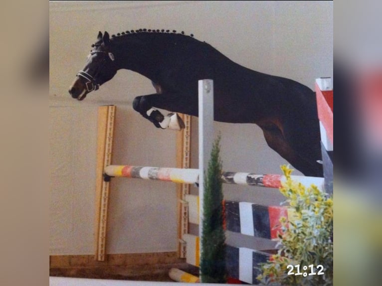 New Forest Stallone 1 Anno 145 cm in Roigheim